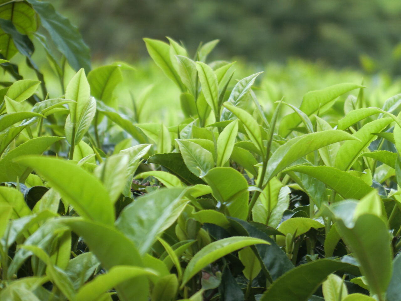 マラウイ産サテンワ紅茶：アフリカ最古の茶園が育む、手作りの逸品